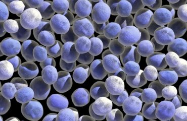 bacteria 3 593DZ7W bacteria 3 593DZ7W