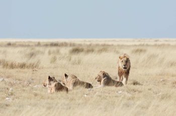 pride of lions pride of lions